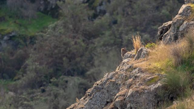 Lynx ibérique