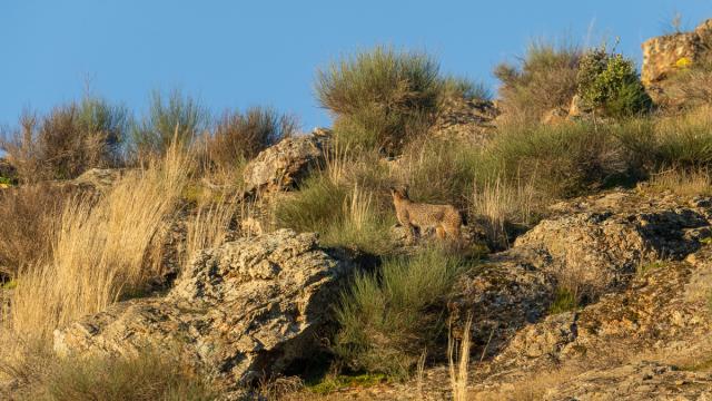 Lynx ibérique
