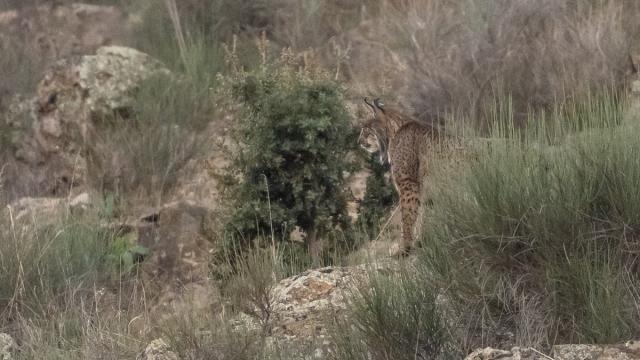 Lynx ibérique