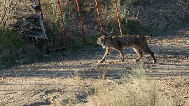 Lynx ibérique