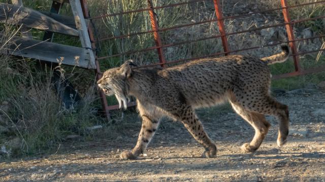 Lynx ibérique