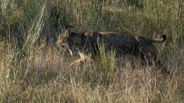 Lynx ibérique