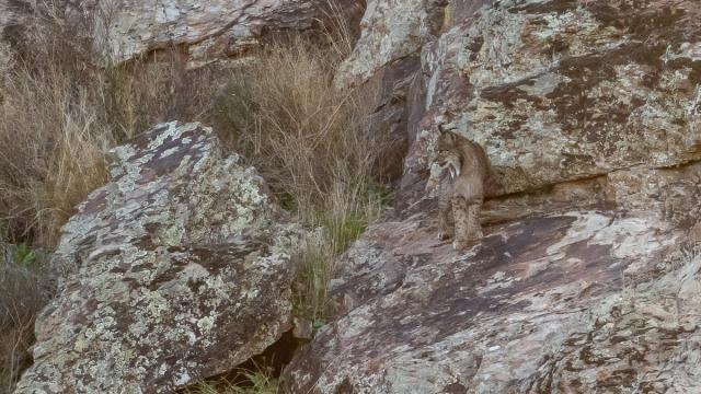 Lynx ibérique