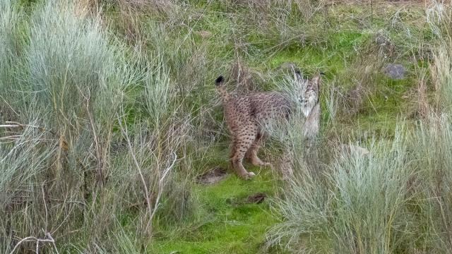 Lynx ibérique