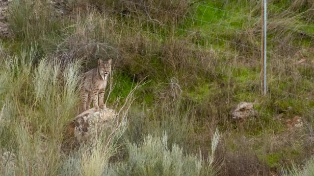Lynx ibérique