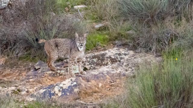 Lynx ibérique