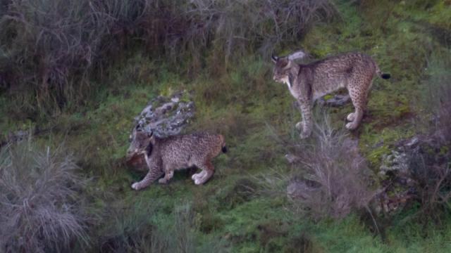 Lynx ibérique