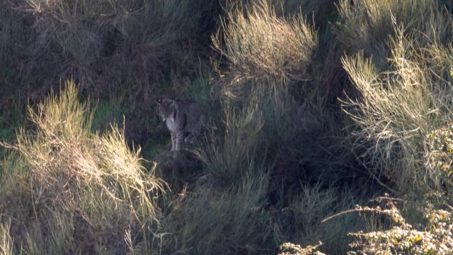 Lynx ibérique