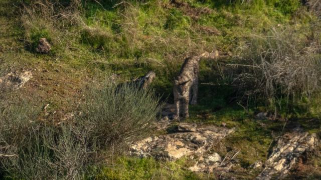 Lynx ibérique