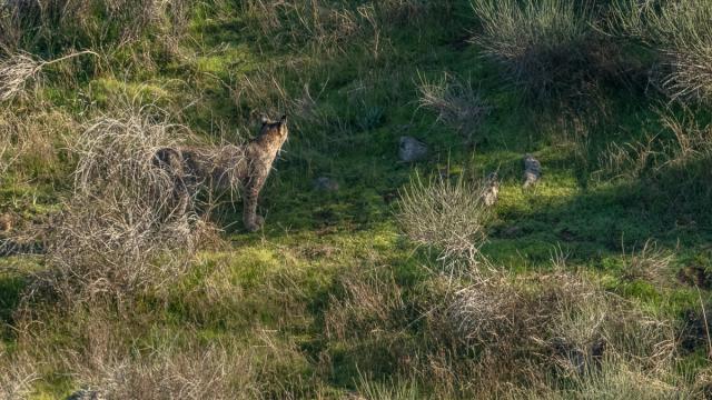 Lynx ibérique