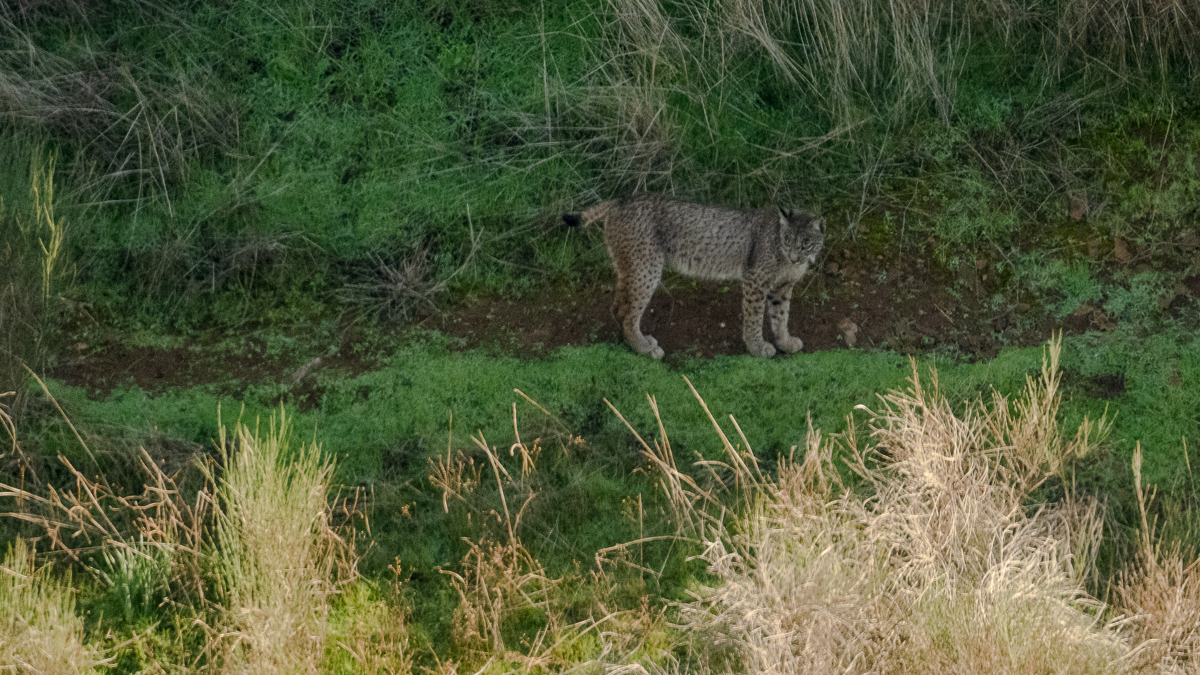 Lynx ibérique