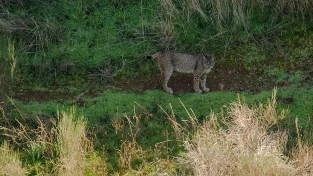 Lynx ibérique