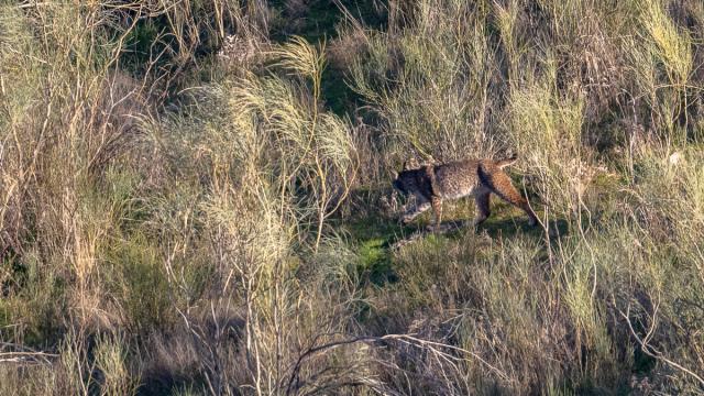 Lynx ibérique
