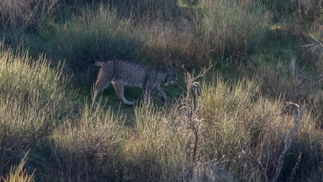 Lynx ibérique