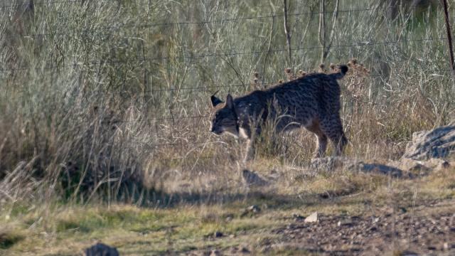 Lynx ibérique