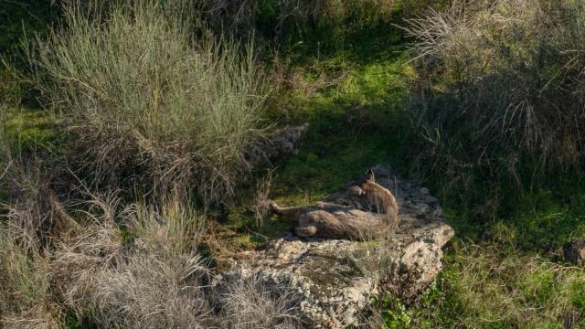 Lynx ibérique