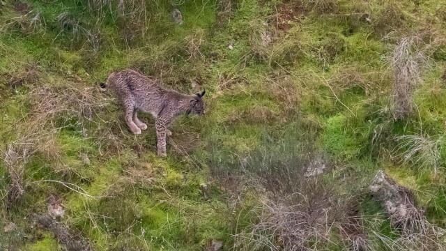 Lynx ibérique