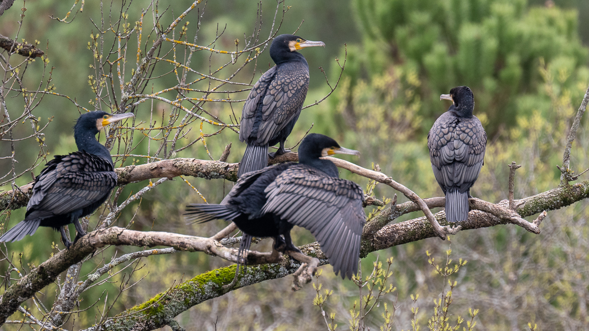 Grand Cormoran