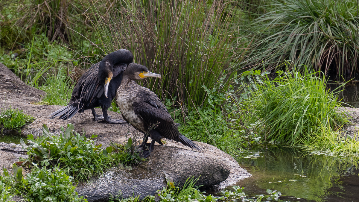Grand Cormoran