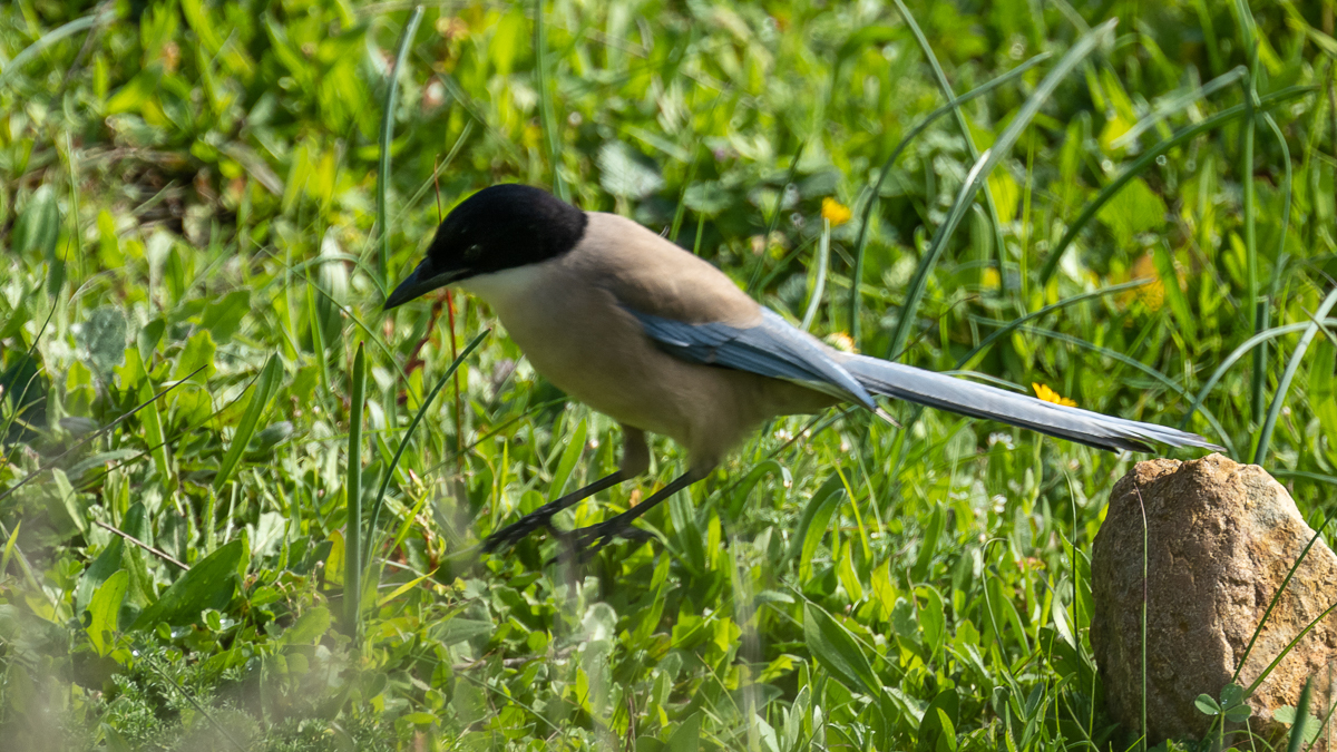 Pie-bleue ibérique