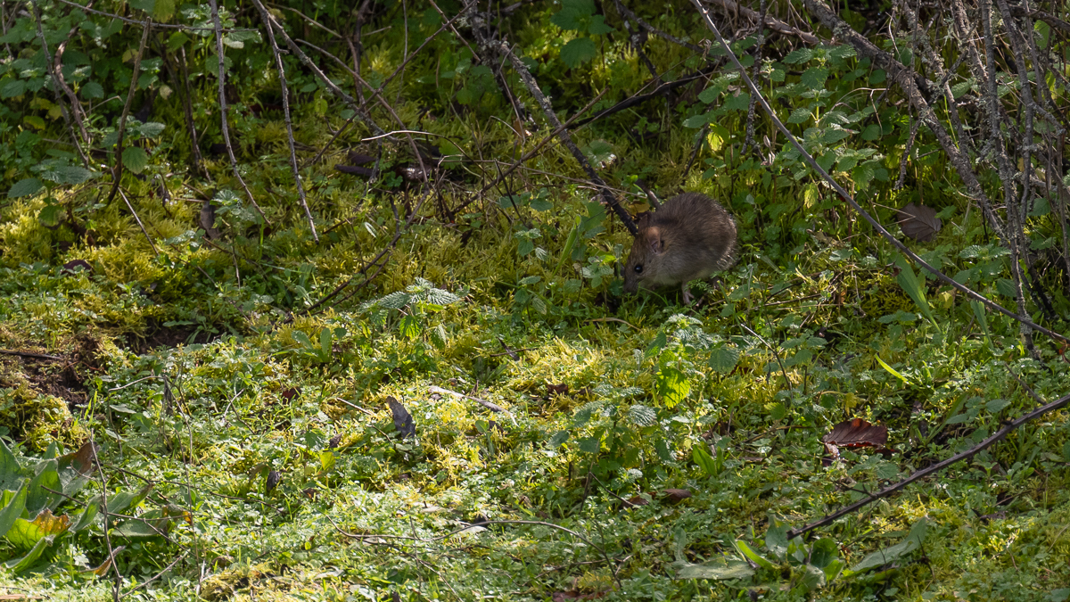 Rat surmulot