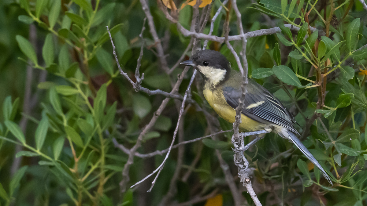 Mésange charbonnière