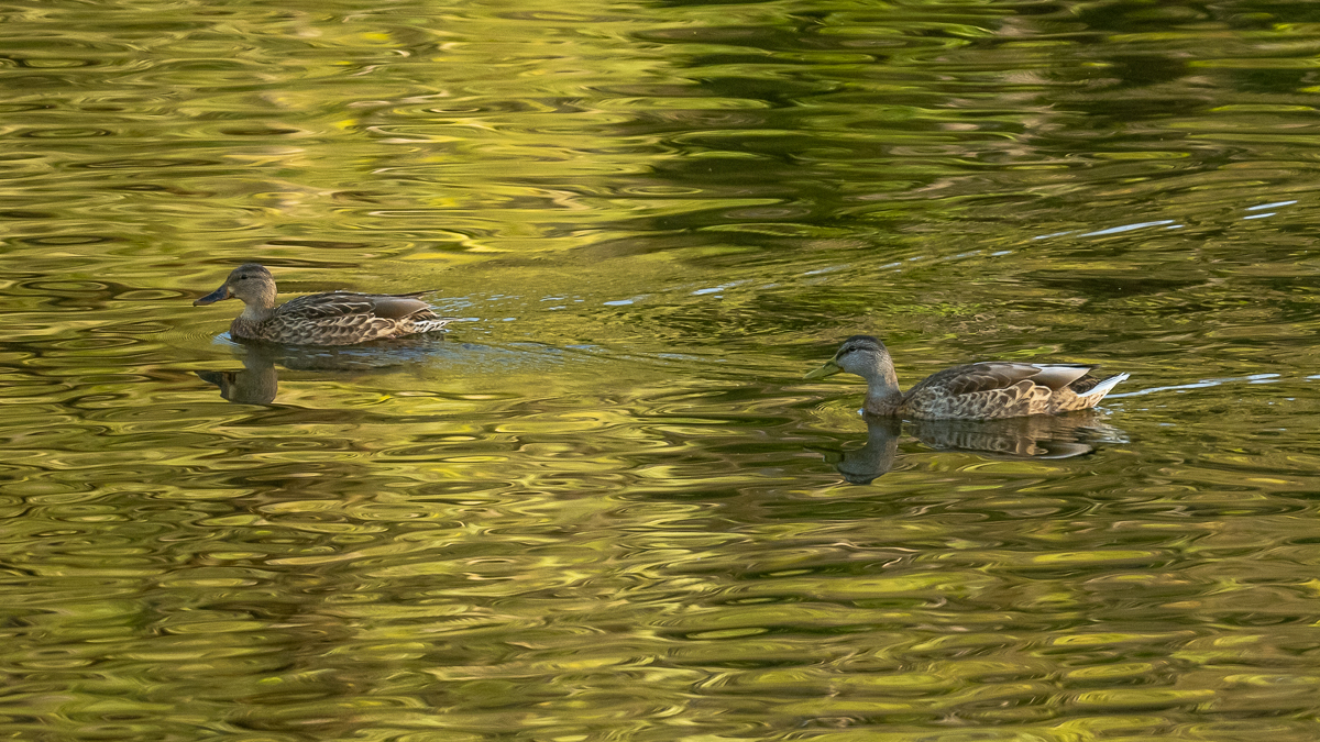 Canard colvert