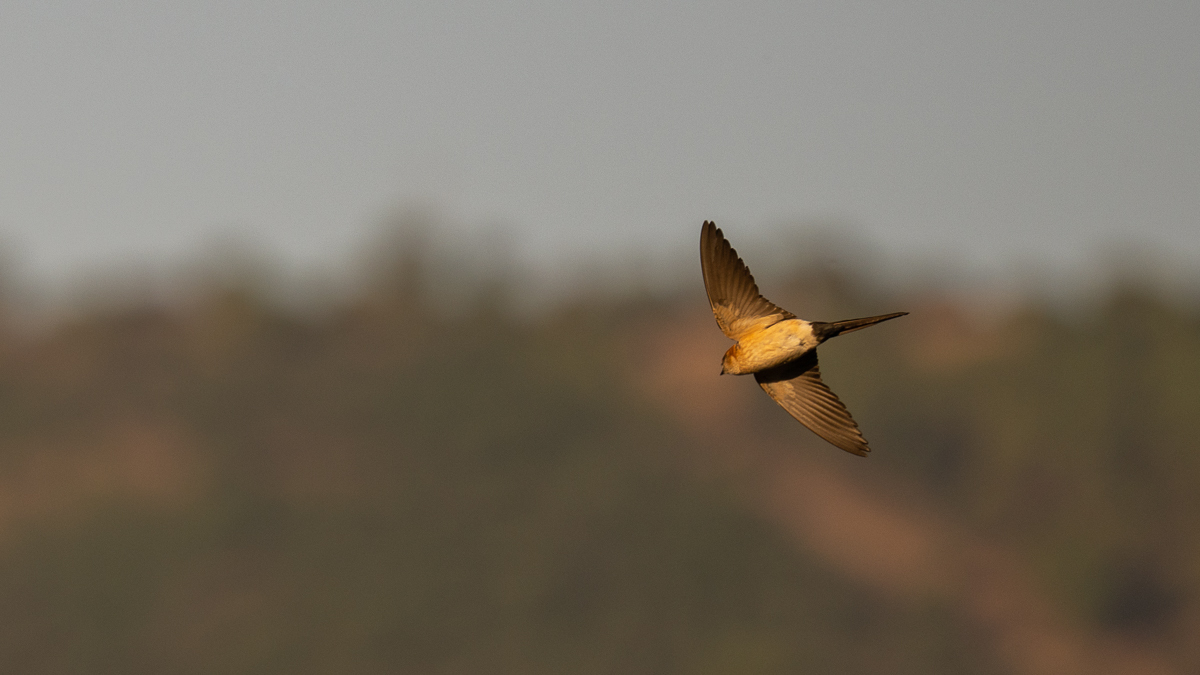 Hirondelle rousseline