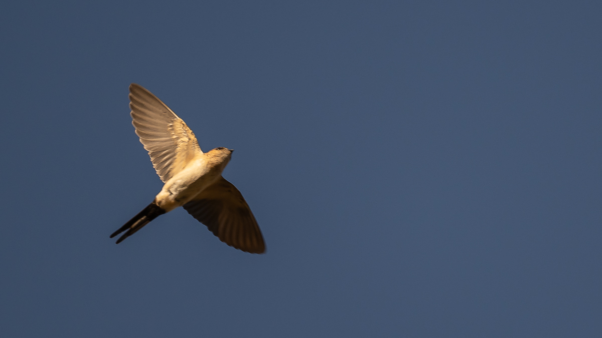 Hirondelle rousseline