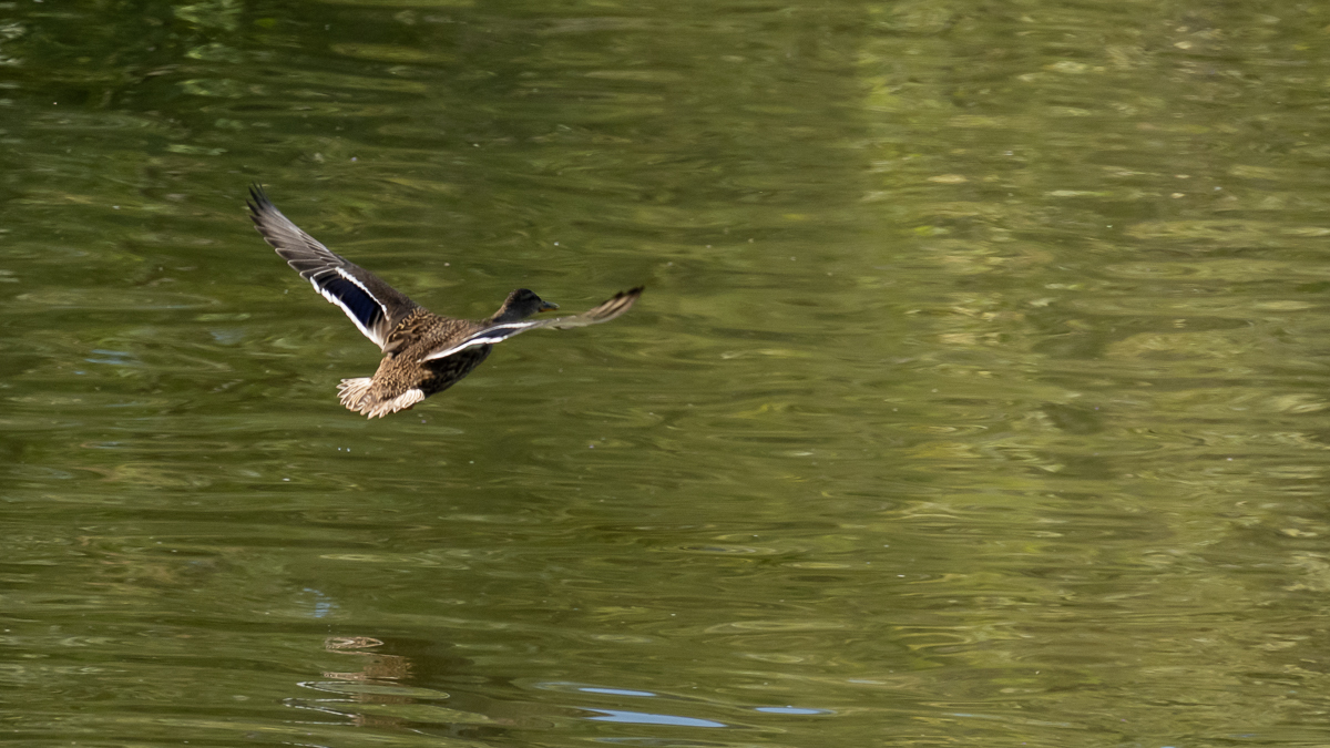 Canard colvert