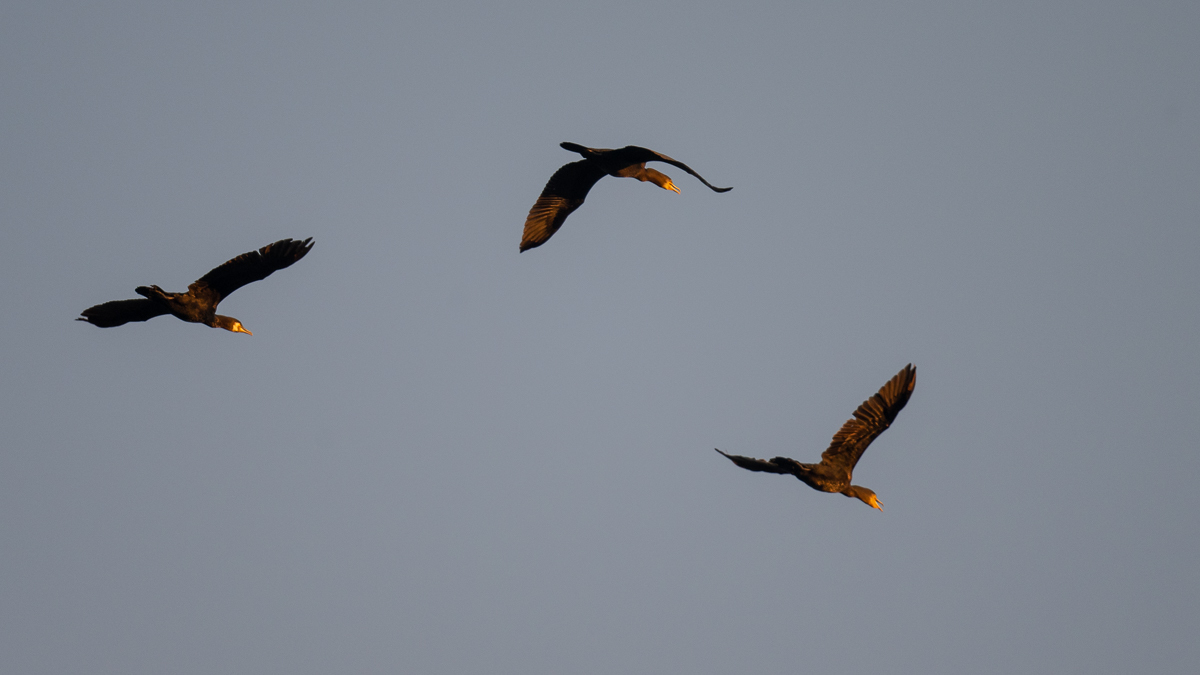 Grand Cormoran