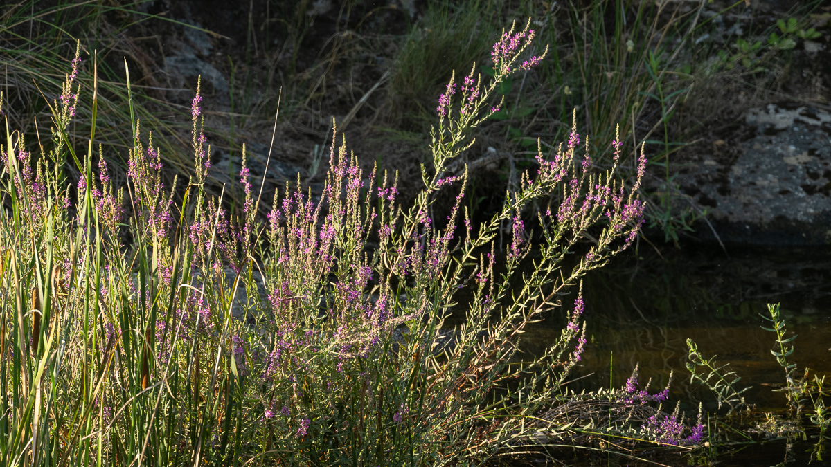 Salicaire commune